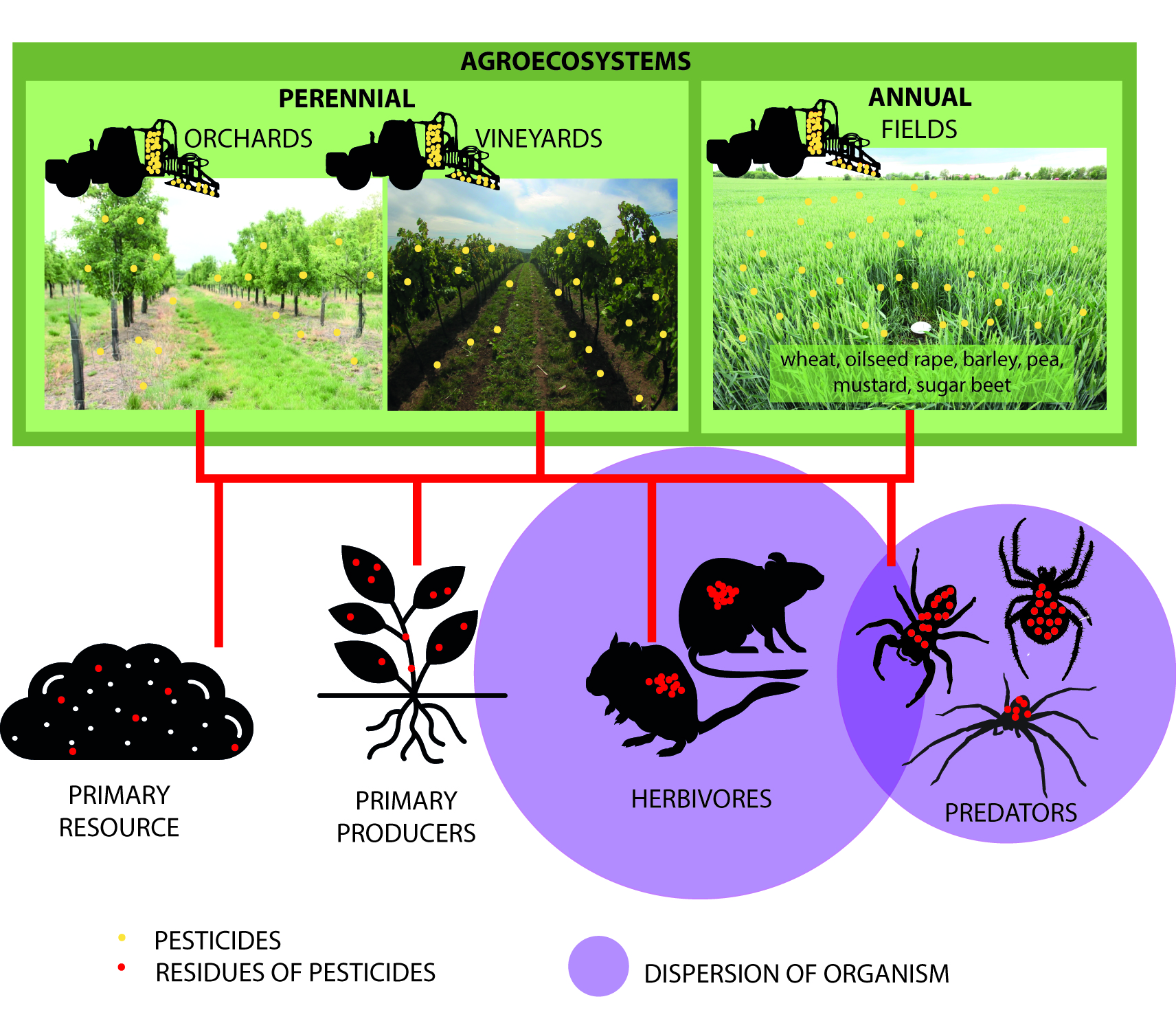 Distribution of pesticides in agroecosystem food webs differ among ...